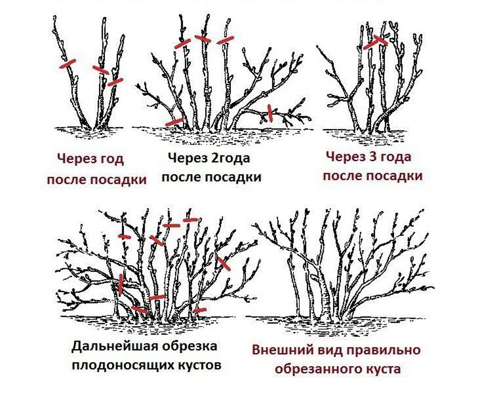 Подрезка крыжовника весной